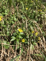 Ranunculus allenii