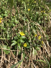Ranunculus allenii