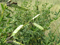Chamaecytisus skrobiszewskii