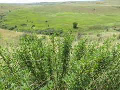 Chamaecytisus skrobiszewskii