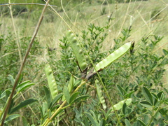 Chamaecytisus skrobiszewskii