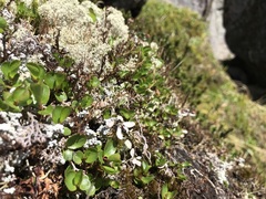 Salix herbacea