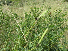 Chamaecytisus skrobiszewskii