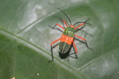 Paryphes