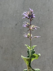 Salvia verticillata
