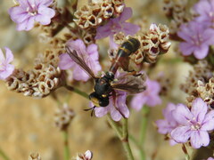 Physocephala vittata