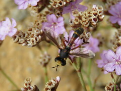 Physocephala vittata