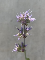 Salvia verticillata