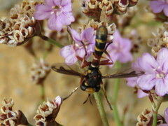 Physocephala vittata