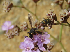 Physocephala vittata