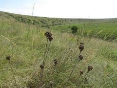 Eremogone cephalotes