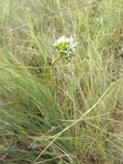 Eremogone cephalotes