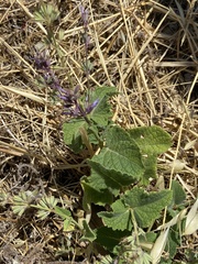 Salvia verticillata