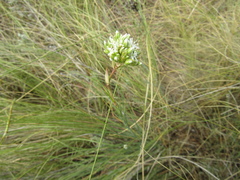 Eremogone cephalotes