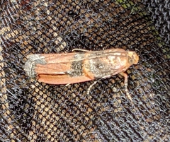 Dasypyga alternosquamella