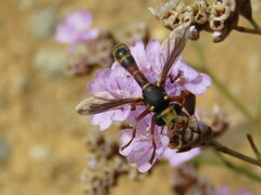 Physocephala vittata
