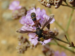 Physocephala vittata