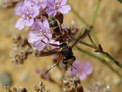 Physocephala vittata