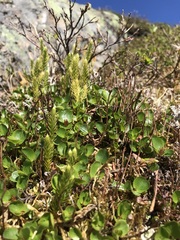 Salix herbacea