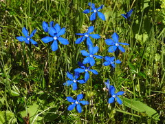 Gentiana bavarica bavarica