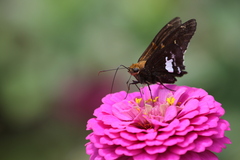 Epargyreus socus orizaba