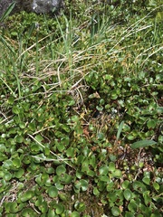 Salix herbacea