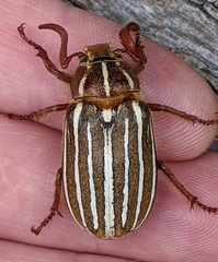 Polyphylla crinita