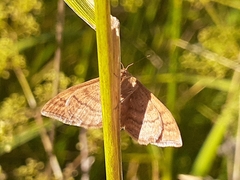Idaea serpentata