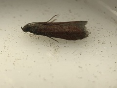 Varneria postremella