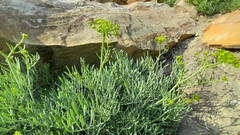Crithmum maritimum