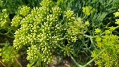 Crithmum maritimum