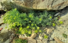 Crithmum maritimum