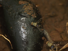 Actocetor indicus