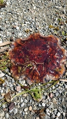 Cyanea ferruginea