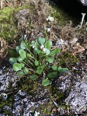 Cardamine bellidifolia