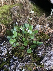 Cardamine bellidifolia