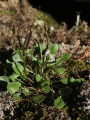 Cardamine bellidifolia