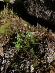 Cardamine bellidifolia