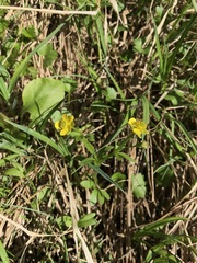 Ranunculus allenii