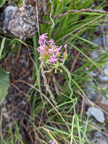Image of Centranthus angustifolius by (c) Denis Bastianelli, some rights reserved (CC BY)