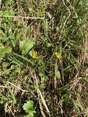 Ranunculus allenii