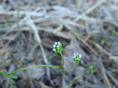Valerianella dentata