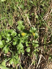 Ranunculus allenii