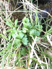 Ranunculus allenii