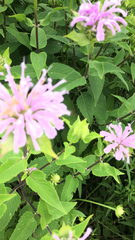 Monarda fistulosa