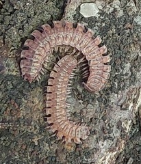 Polydesmus complanatus