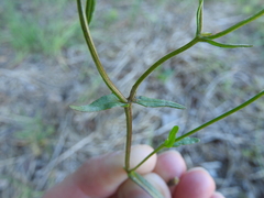 Valerianella dentata