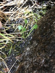 Cardamine bellidifolia