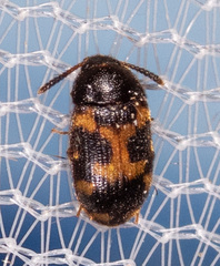 Mycetophagus flexuosus