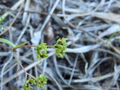 Valerianella dentata